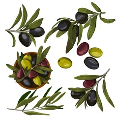 Set color olives and branches hand draw illustration