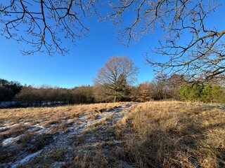 winter landscape with trees and snow