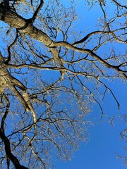 tree branches against blue sky