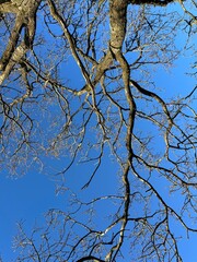 tree branches against blue sky