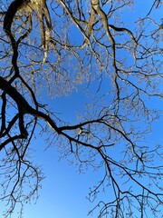tree branches against blue sky
