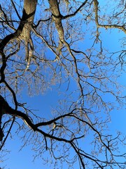 tree branches against blue sky