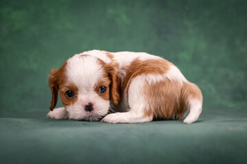 Little puppy Cavalier King Charles Spaniel posing on green background in studio