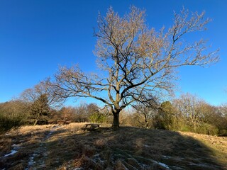 old oak in winter in the forest with a bench and table under the tree