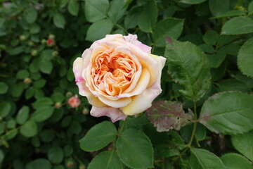 A flower of pinkish beige rose in mid May