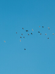 pigeons in flight