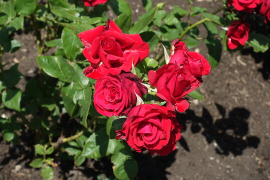 Group of red flowers of garden rose in mid June
