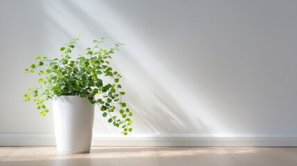 Potted green plant in a bright room with soft sunlight casting shadows on the floor, creating a serene and inviting atmosphere