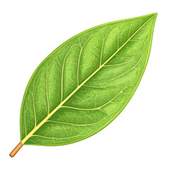 Obraz premium Detailed Green Leaf Illustration with Veins on Transparent Background