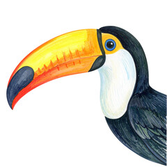 Fototapeta premium Colorful Toucan Illustration with Vibrant Beak