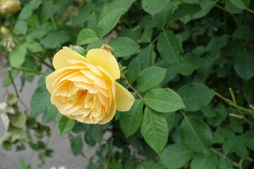 One light yellow flower of rose in mid June