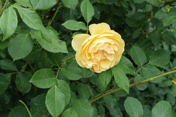 Pale amber yellow flower of rose in mid June