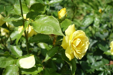 Pastel yellow flower of rose in mid June