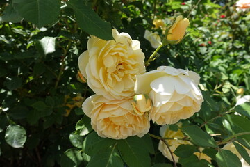 Three light yellow flowers of roses in June