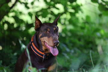 Alert Doberman relaxing in summer greenery