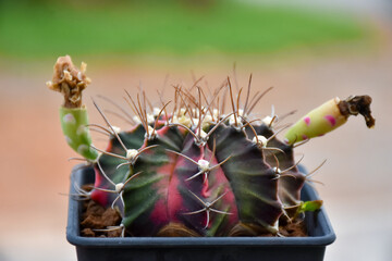 Little cactus on small pot, plant for decoration. Beautiful blooming cactus, selective focus blurred green nature background. Hobby during work from home concept.
