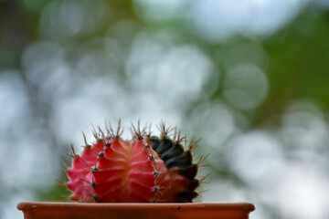 Close up view thorn cactus texture background. Copy space. select and soft focus.
