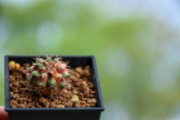 Little cactus on small pot, plant for decoration. Beautiful blooming cactus, selective focus...