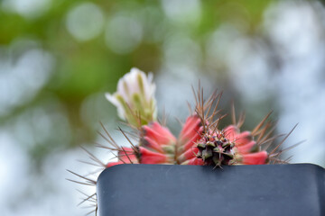 Little cactus on small pot, plant for decoration. Beautiful blooming cactus, selective focus blurred green nature background. Hobby during work from home concept.
