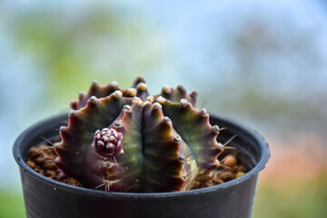 Close up view thorn cactus texture background. Copy space. select and soft focus.
