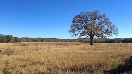 Open field with a lone oak tree under clear skies.