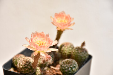 Little cactus on small pot, plant for decoration. Beautiful blooming cactus, selective focus blurred green nature background. Hobby during work from home concept.

