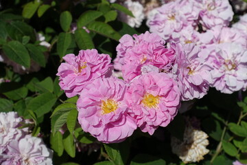 Many pink flowers of semi double roses in June