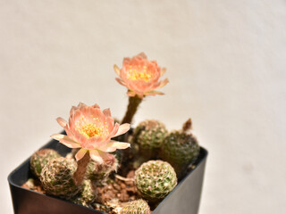 Little cactus on small pot, plant for decoration. Beautiful blooming cactus, selective focus blurred green nature background. Hobby during work from home concept.
