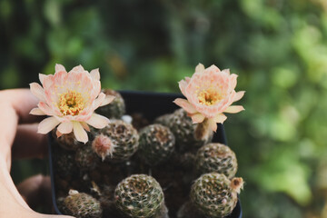 Little cactus on small pot, plant for decoration. Beautiful blooming cactus, selective focus blurred green nature background. Hobby during work from home concept.
