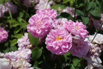 Pastel pink flowers of semi double roses in June