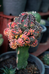 Little cactus on small pot, plant for decoration. Beautiful blooming cactus, selective focus blurred green nature background. Hobby during work from home concept.

