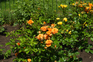 Garden rose with numerous bright orange flowers in mid June