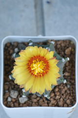 Little cactus on small pot, plant for decoration. Beautiful blooming cactus, selective focus blurred green nature background. Hobby during work from home concept.
