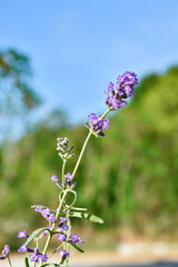 selective focus on lavender leaf on tree in home from using herbal in daily life
