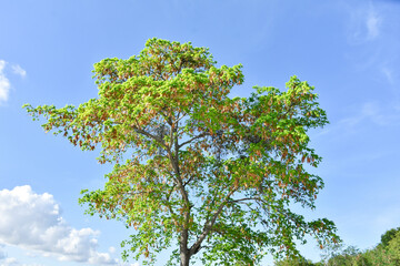 Sunny blue sky with soft clouds and bright sun against green trees foreground