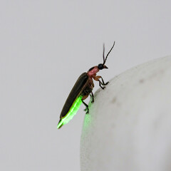 Closeup of a Glowing Firefly Insect on a White Surface