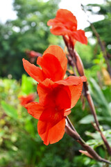 Red flowers closeup on green leaves background blur.

