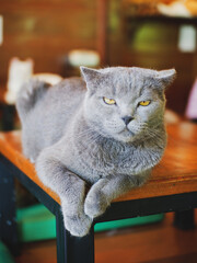 blurred cat in cafe vintage style