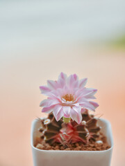 Little cactus on small pot, plant for decoration. Beautiful blooming cactus, selective focus blurred green nature background. Hobby during work from home concept.

