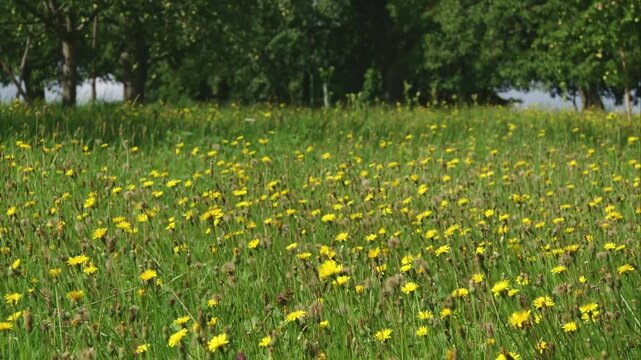 Summer Meadow with Yellow Blossoms (Rough Hawkbit)