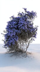 Vibrant Purple Flowering Shrub in a Sandy Landscape Setting