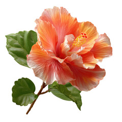 Vibrant peach hibiscus flower with green leaves isolated on a pure white background