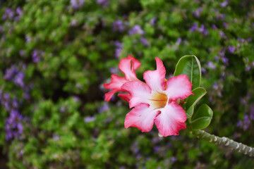 Obraz premium pink flowers in the garden