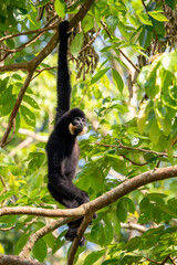 Southern Yellow-cheeked Crested Gibbon - Nomascus gabriellae, beautiful brown gibbon monkey from canopy of tropical forests in Southeast Asia, Vietnam.