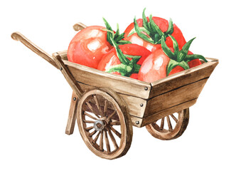 Wooden garden wheelbarrow cart with Fresh ripe  cherry tomatoes. Hand drawn watercolor illustration, isolated on white background