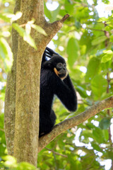 Southern Yellow-cheeked Crested Gibbon - Nomascus gabriellae, beautiful brown gibbon monkey from canopy of tropical forests in Southeast Asia, Vietnam.