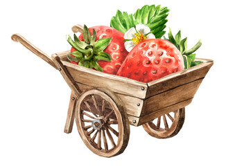 Wooden garden wheelbarrow cart with red strawberry. Hand drawn watercolor illustration, isolated on white background
