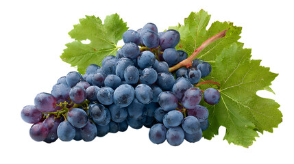 Fototapeta premium Fresh bunch of black grapes with leaves and water droplets isolated on a white background