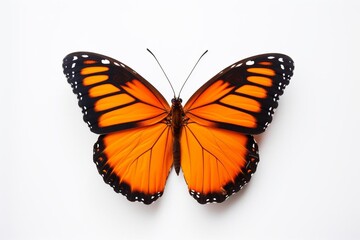 Obraz premium Monarch butterfly with vibrant orange wings and black markings