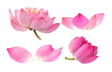 Vibrant pink lotus petals and buds isolated for botanical study and unique design inspiration